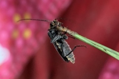 WsS3_2779